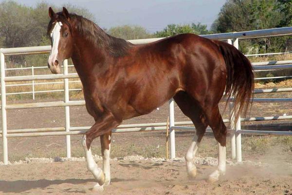 Archivo:Razas de caballos .jpg