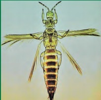 TRIPS DEL EUCALIPTO.jpg