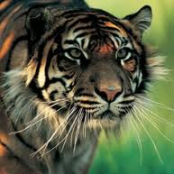 Tigre de Sumatra Indonesia.jpeg