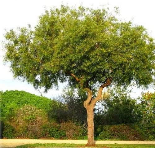 Archivo:Zumaque africano.jpg