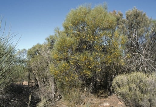 Archivo:Acacia jibberdingensis.jpg
