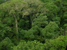 Bosque tropical - EcuRed