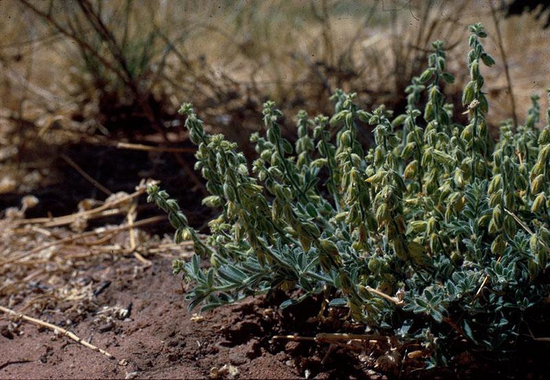 Archivo:Crotalaria crispata.jpg