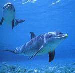 Delfinesss.jpg