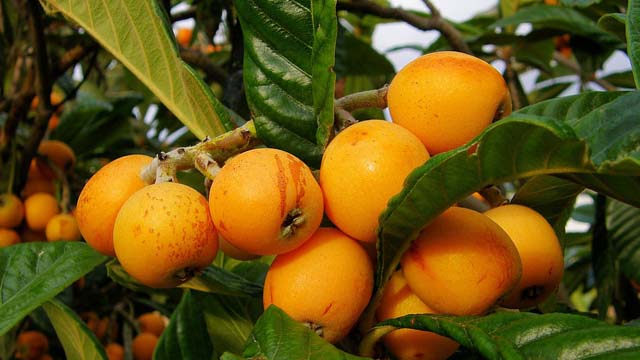 Archivo:Níspro japns.jpg