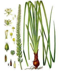 Schoenocaulon officinale11.jpg