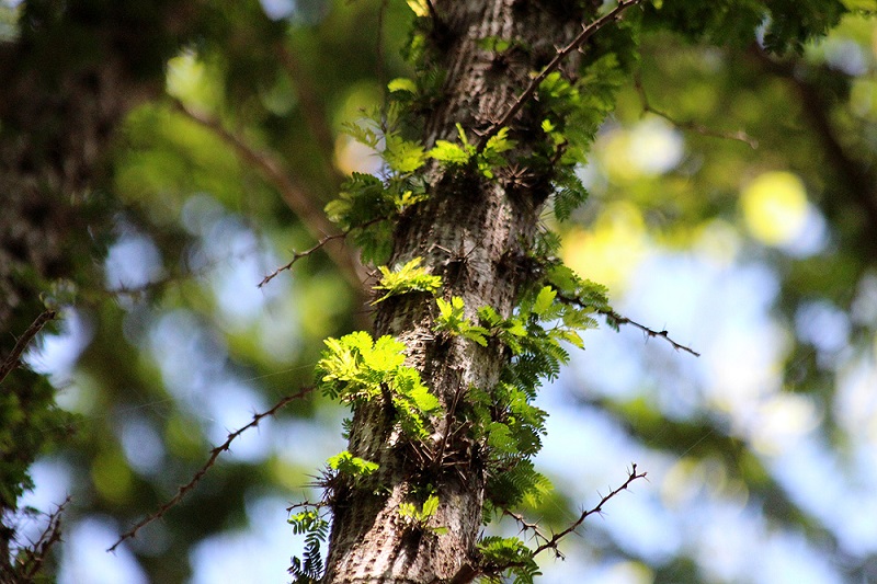 Archivo:Acacia cucuyo 1.jpg