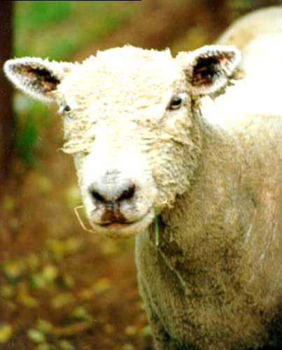 Archivo:Borrego .jpg