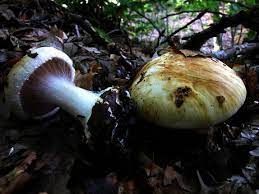 Cortinarius rapaceus.jpg