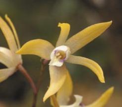 Dilomilis oligophylla.JPG