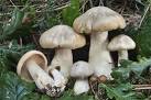 Entoloma sinuatum.jpeg