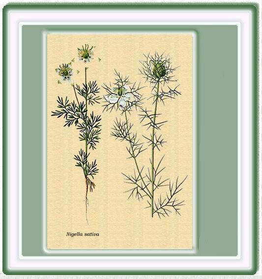 Archivo:Nigella sativa.jpg