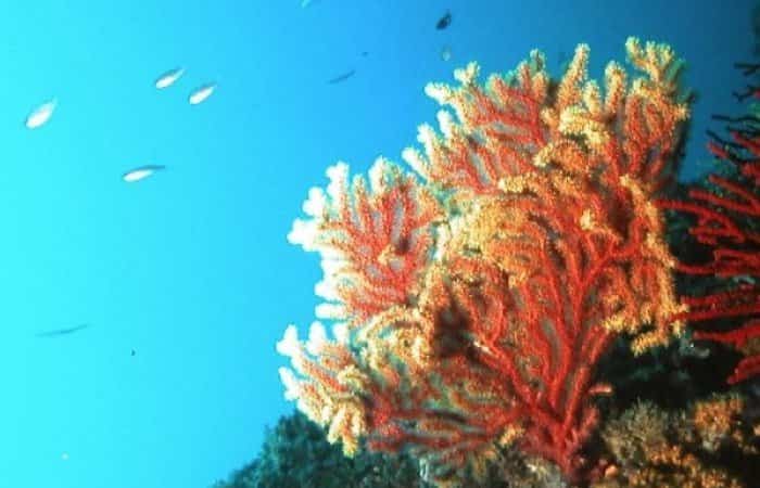 Archivo:Reserva marina.jpg