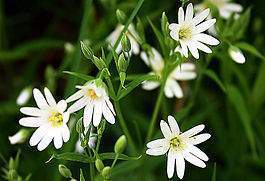 Stor fladstjerne.jpg