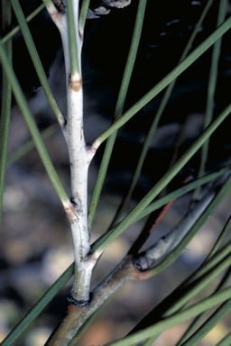 Archivo:Acacia longiphyllodinea 3.jpg