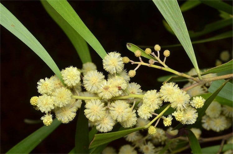 Archivo:Acacia melanoxylon 3.jpg