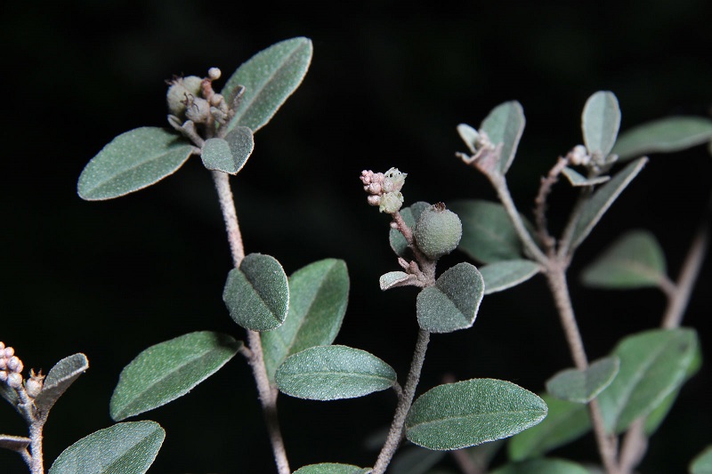 Archivo:Croton hypoleucus.jpg
