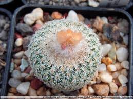 Epithelantha Micromeris.jpg