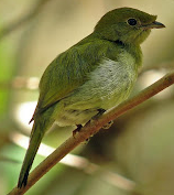 Pajaro hembra235.png