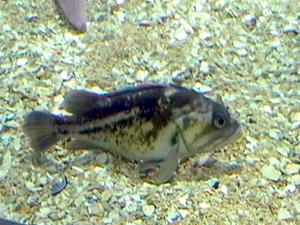 Pez de roca cobrizo.jpg