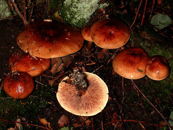 Archivo:Tricholoma fulvum.jpg