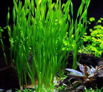 Archivo:Vallisneria americana 3.jpg