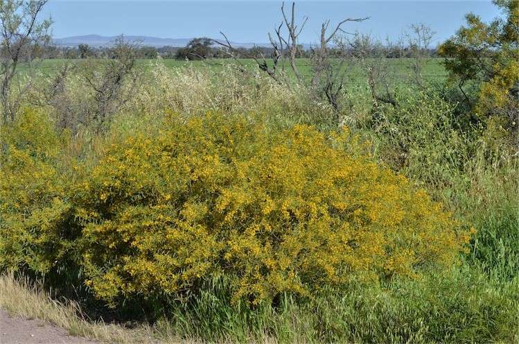 Archivo:Acacia ligulata 1.jpg