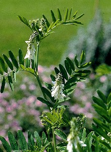 Galega officinalis.JPG