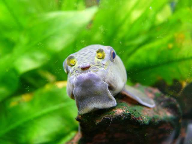 Archivo:Gyrinocheilus pennocki1.jpg