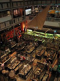 Archivo:Museo Pitt-Rivers, una de las principales atracciones en Oxford.jpg
