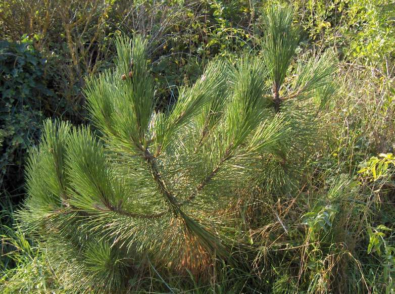 Archivo:Pinus pinaster hojas.jpg