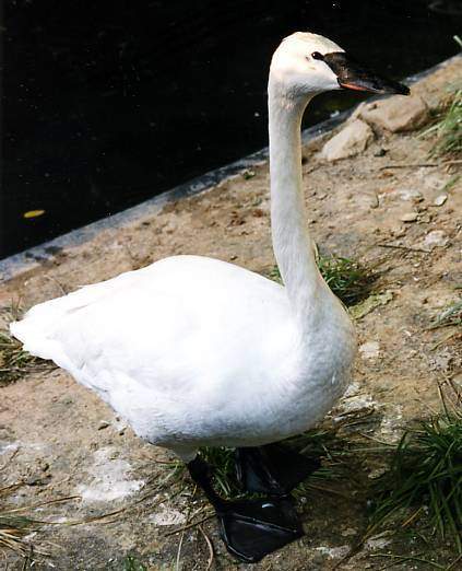 Archivo:Reproducion Cisne Trompetero.jpg