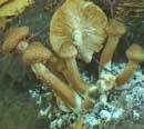 Armillaria-roselli.jpg