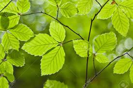 Archivo:Fagus sylvatica 05.jpg