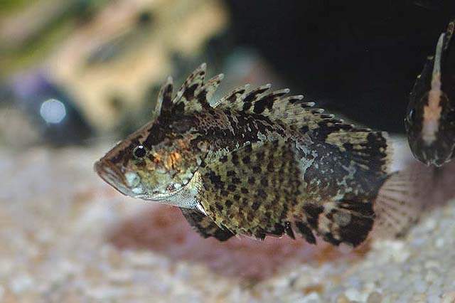 Archivo:Neovespicula depressifrons p.jpg