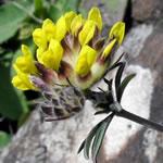 Vulneraria.JPG