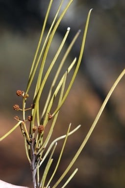 Archivo:Acacia incognita 4.jpg