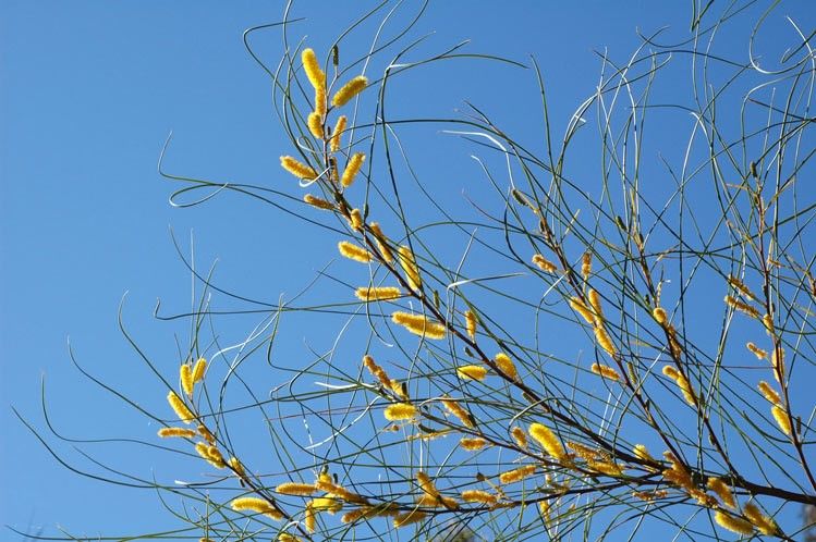 Archivo:Acacia jibberdingensis 4.jpg