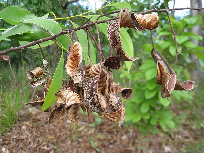 Archivo:Acacia lamprocarpa 1.jpg