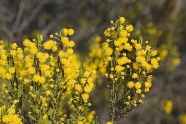 Archivo:Acacia lineata 4.jpg