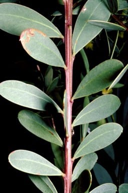 Archivo:Acacia lunata 3.jpg