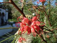 Grevillea banksii.JPG