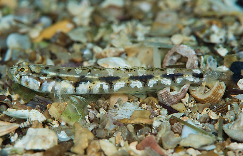 Archivo:Pomatoschistus bathi.jpg