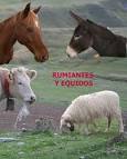 Rumiantes.jpeg