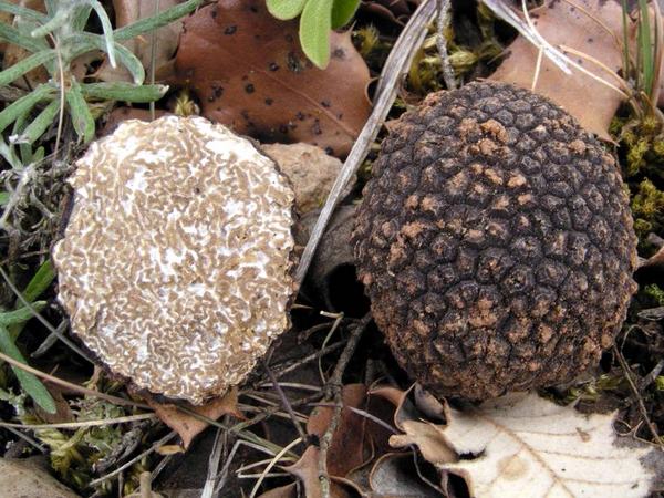 Archivo:Tuber aestivum.jpg