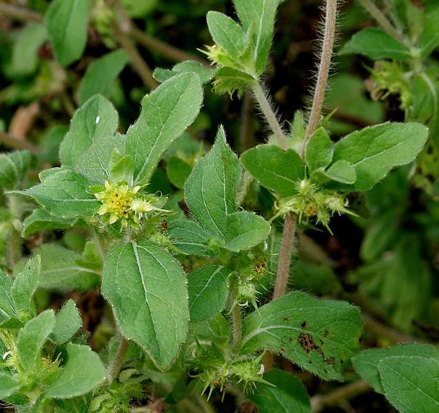 Archivo:Acanthospermum hispidum 1.jpg