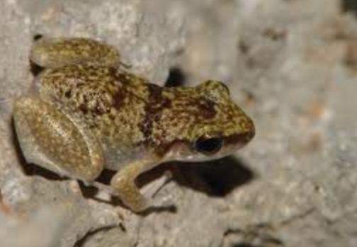 Archivo:Eleutherodactylus etheridgei.jpg