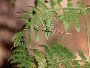 Insecto palo de Rossi.jpg