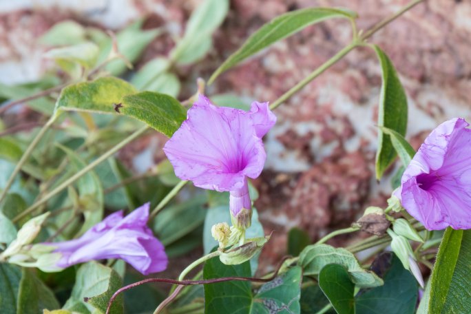 Archivo:Ipomoea setifera.jpg