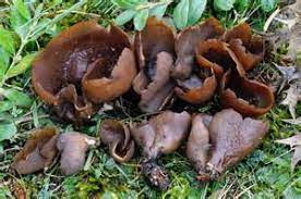 Otidea cochleata.jpg